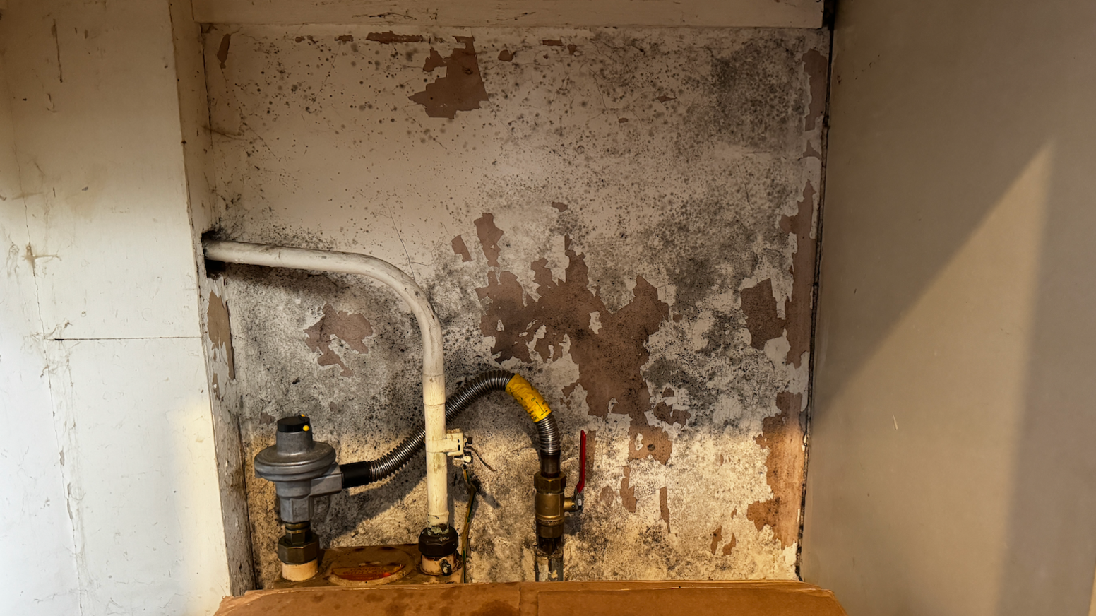 Mould inside cupboard