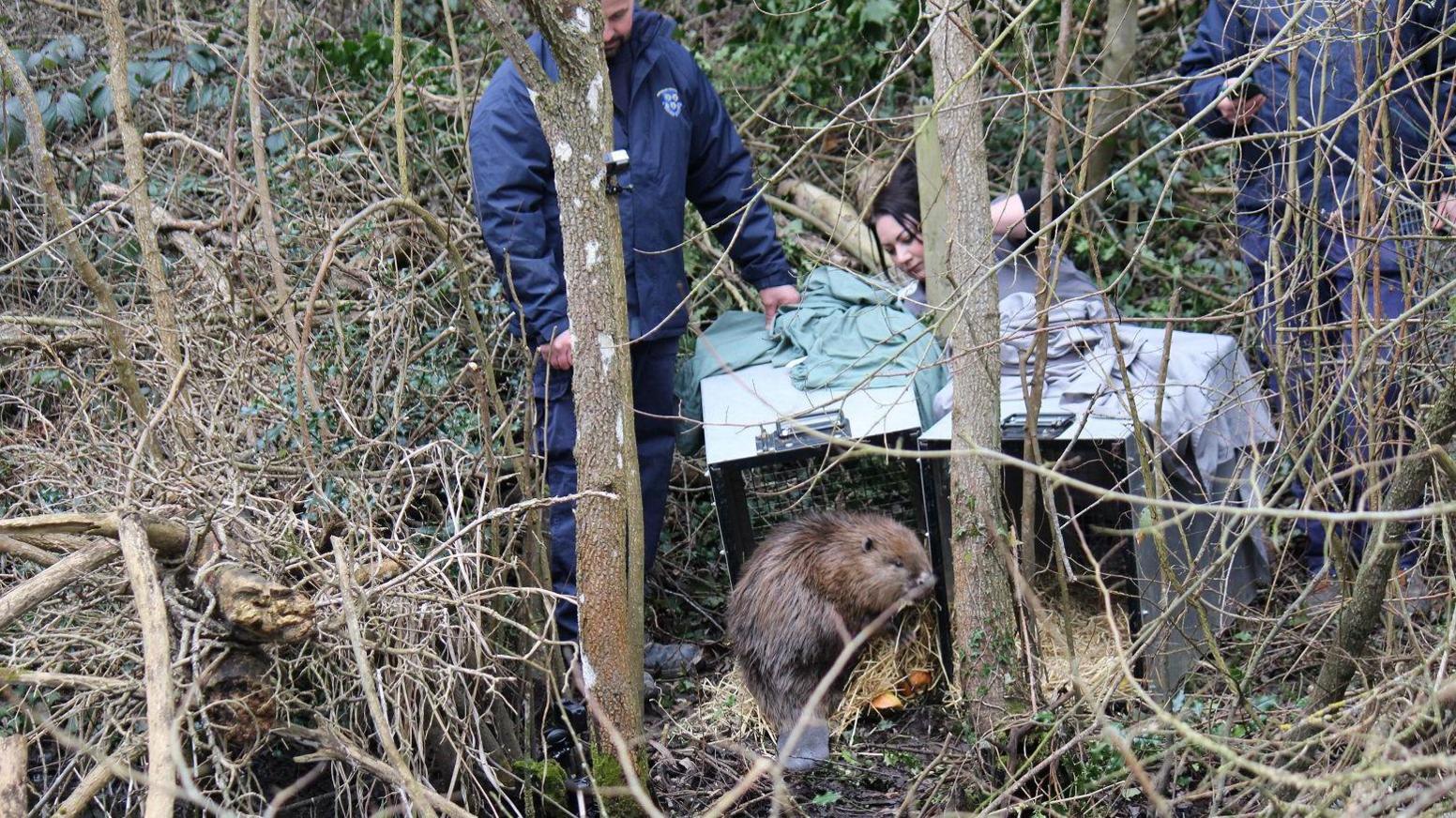 A large-brow furry beaver is standing in the entrance of a cage within a woodland area. There are three people around the cage, which is next to another cage that is empty.