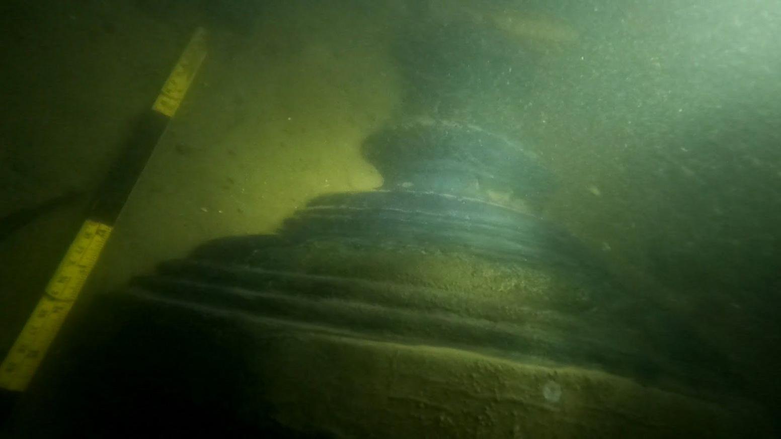 The fuse end of a 17th Century gun or cannon appearing through murky water in the Thames Estuary