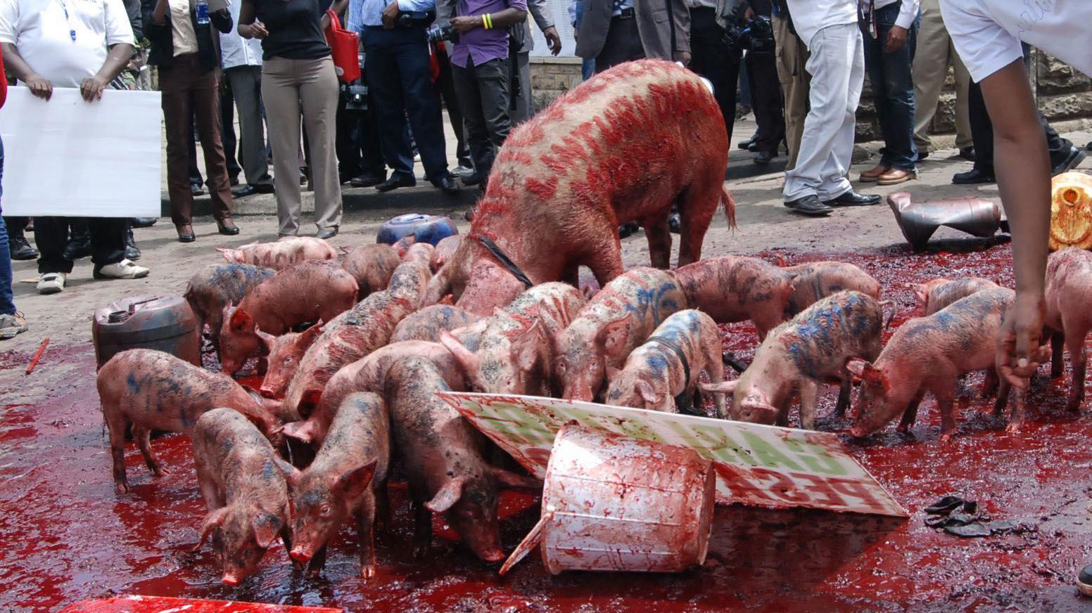 Protesters dip pigs in blood during a protest on May 14, 2013 in Nairobi, Kenya.