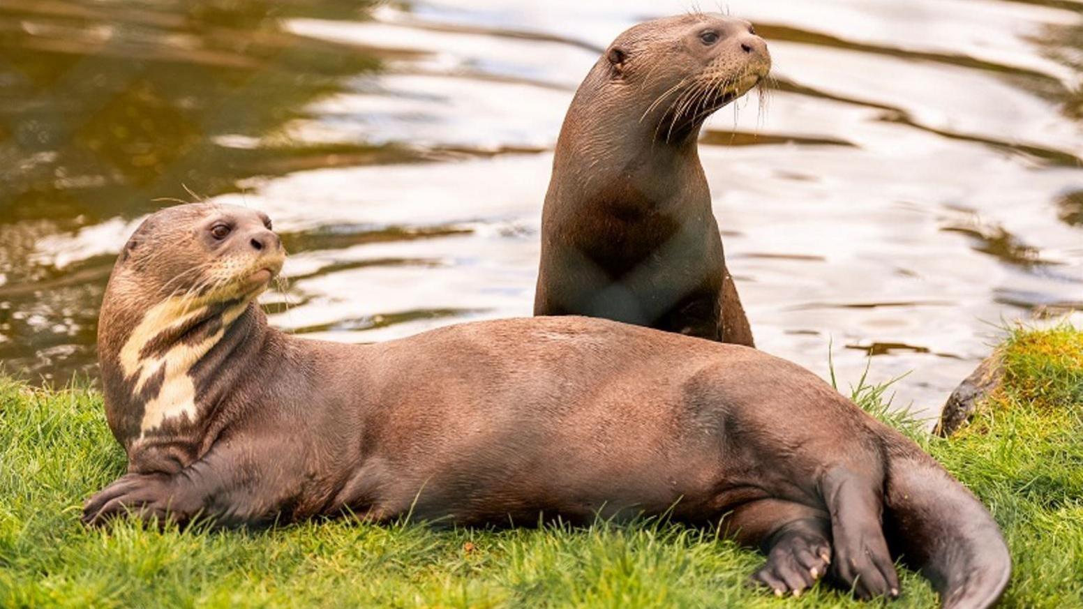 Chester Zoo: Breeding hope as endangered giant otter arrives - BBC News