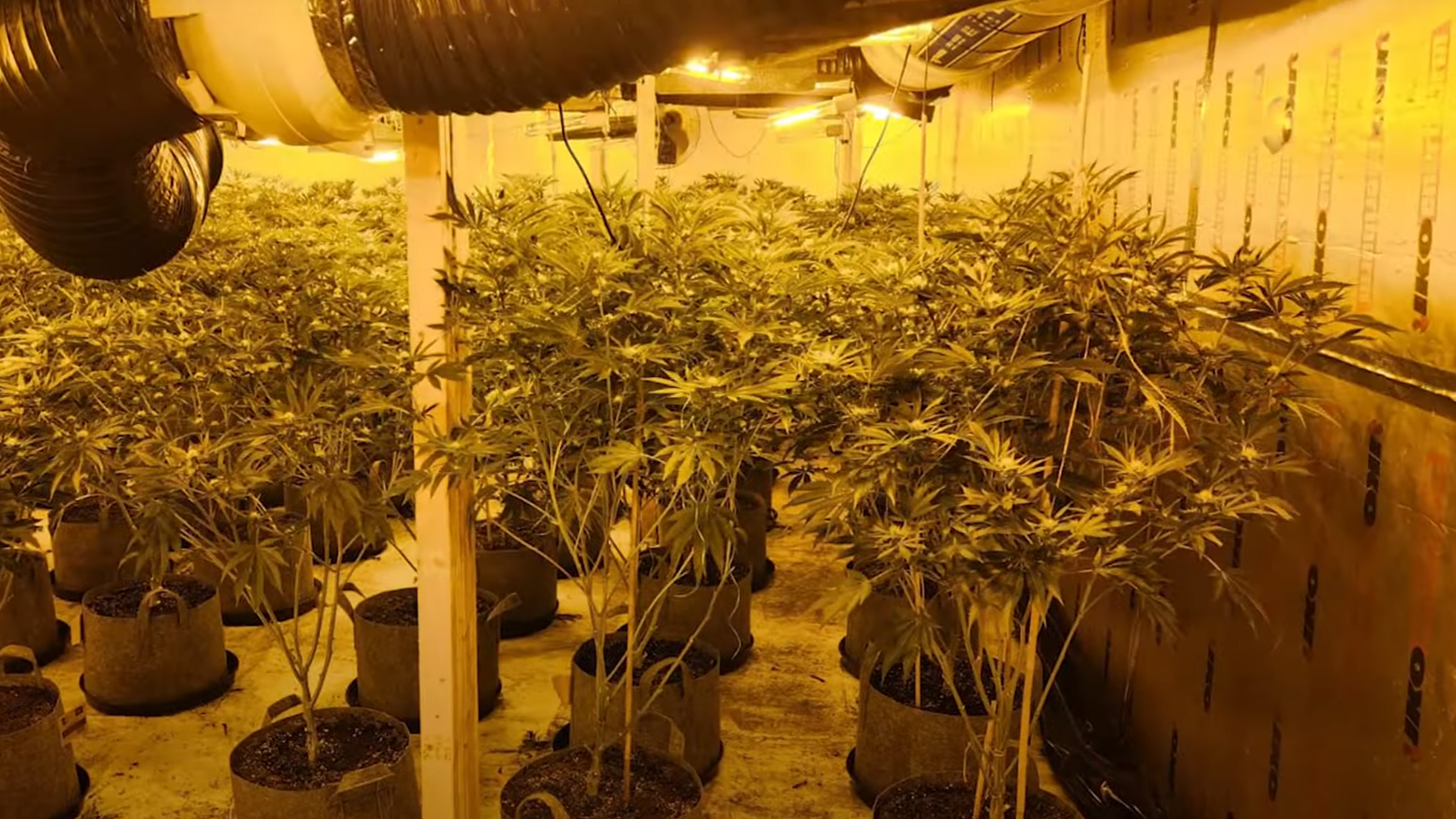 Cannabis farm found in Doncaster 