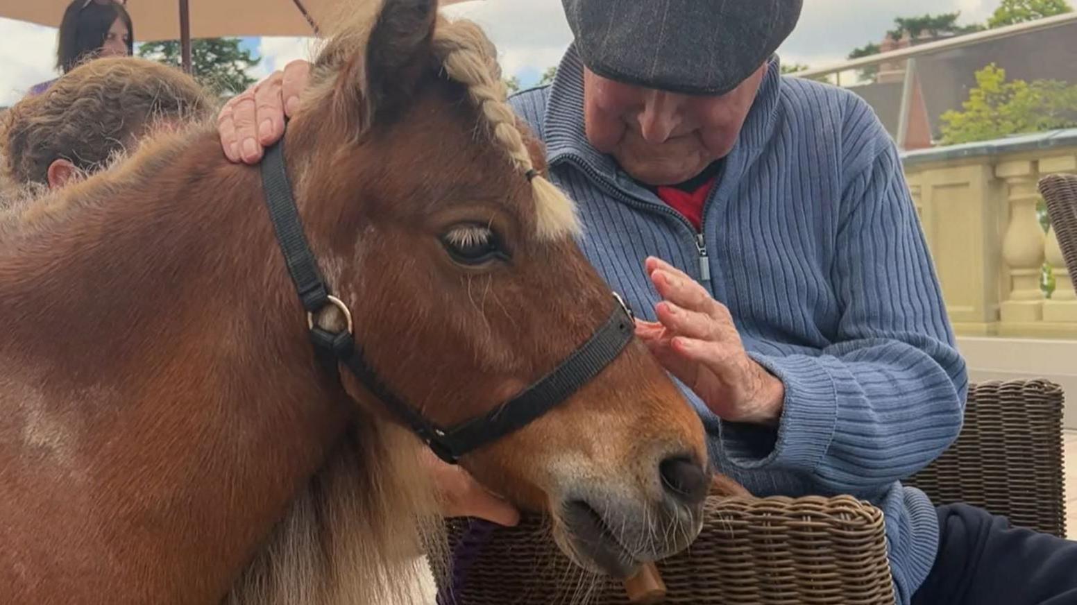 Mr Kelloggs, a brown, miniature horse is pictured close up with his neck and head in shot. He is wearing a bridle, has a plait in his beige mane and is being patted on the nose by a man in a blue jumper, and wearing an grey, flat cap. The man is sitting in a wicker chair.