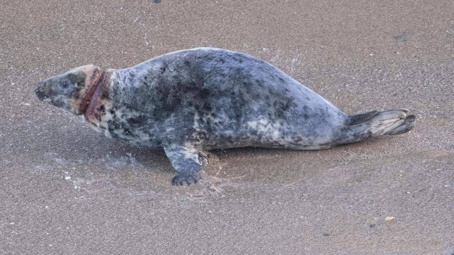 Nanette is lying on the wet sand. Her neck has a deep cut all the way around which is red with blood. She has mottled grey fur speckled with white.