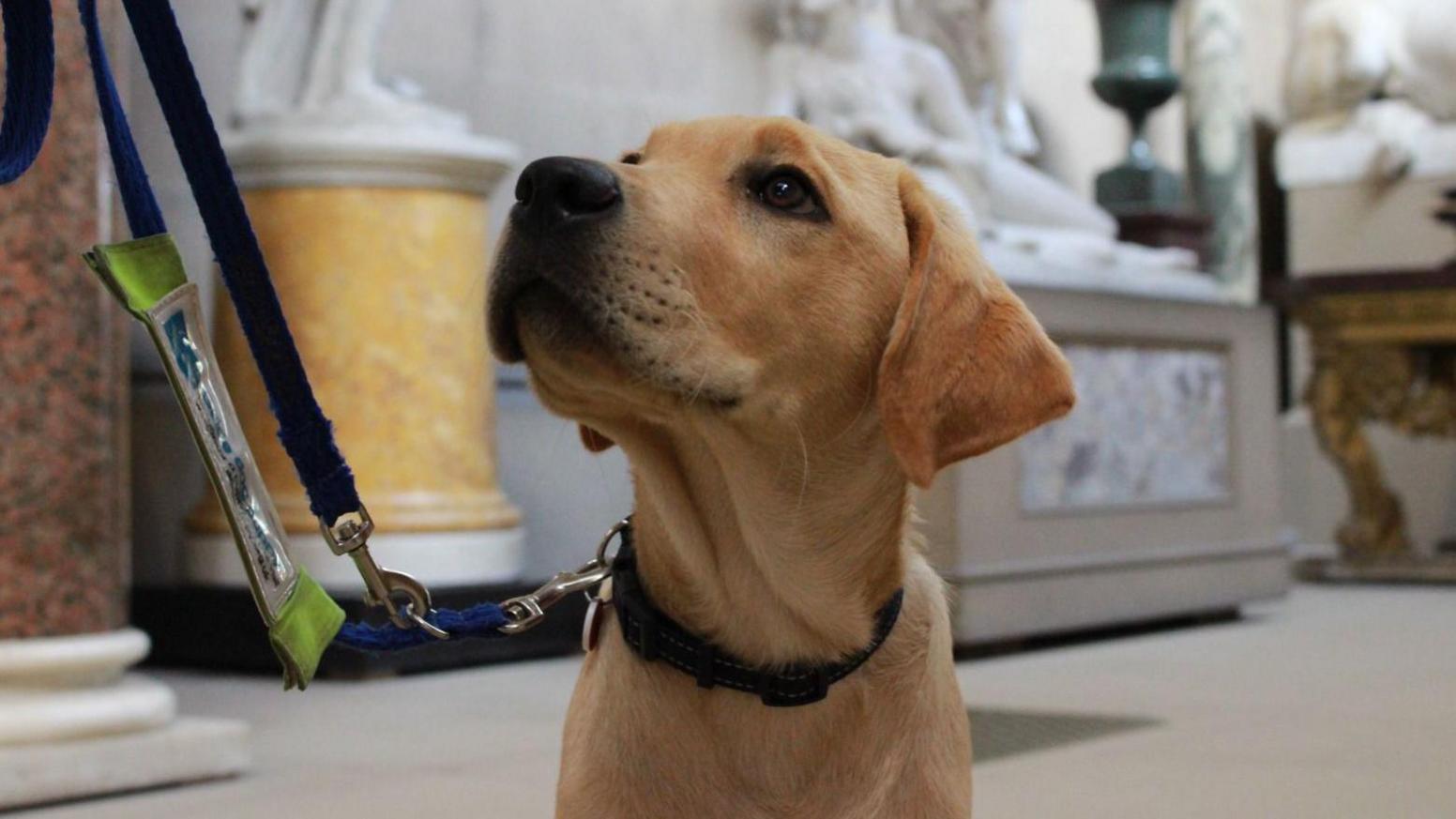 Puppy in Chatsworth House