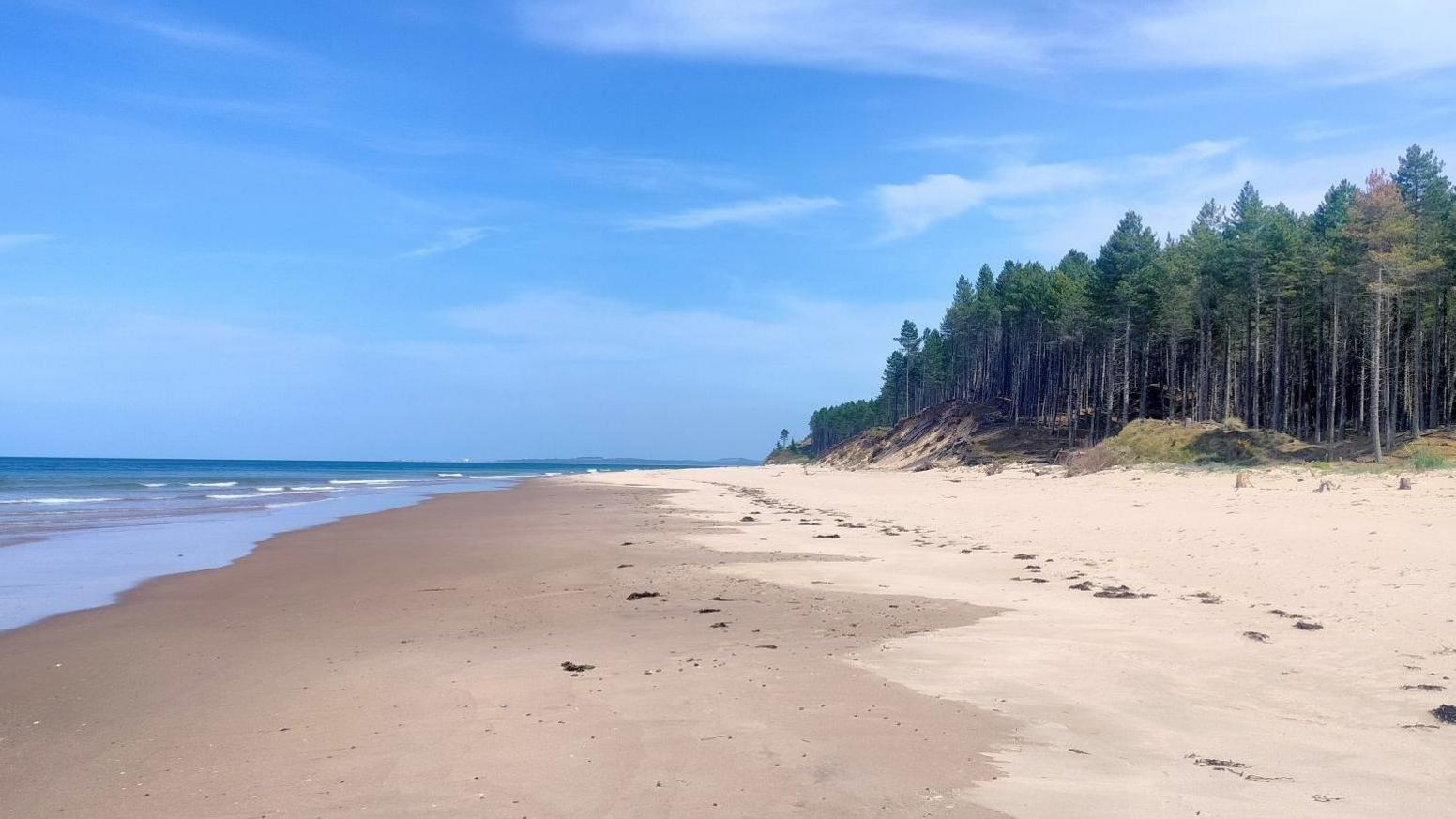 A large sandy beach under a blue sky. The sea rolls in on side and on the other side of the beach is a thick forest of pine trees.