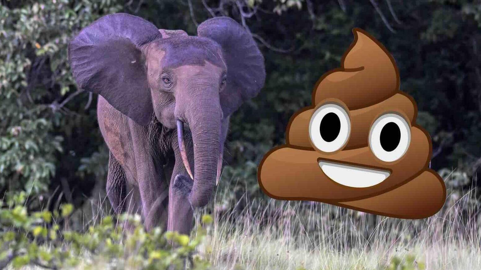 An African forest elephant walks in the grass and faces slightly towards the camera. A poop emoji is superimposed on the right of the image