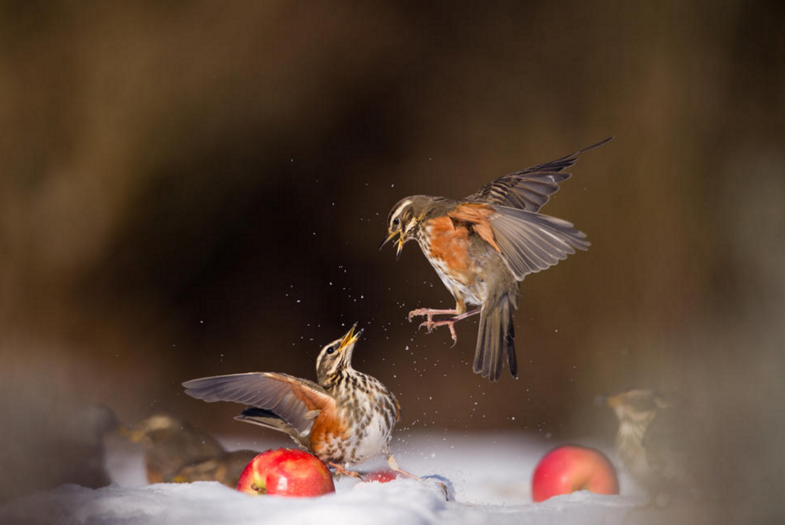 Fighting redwings