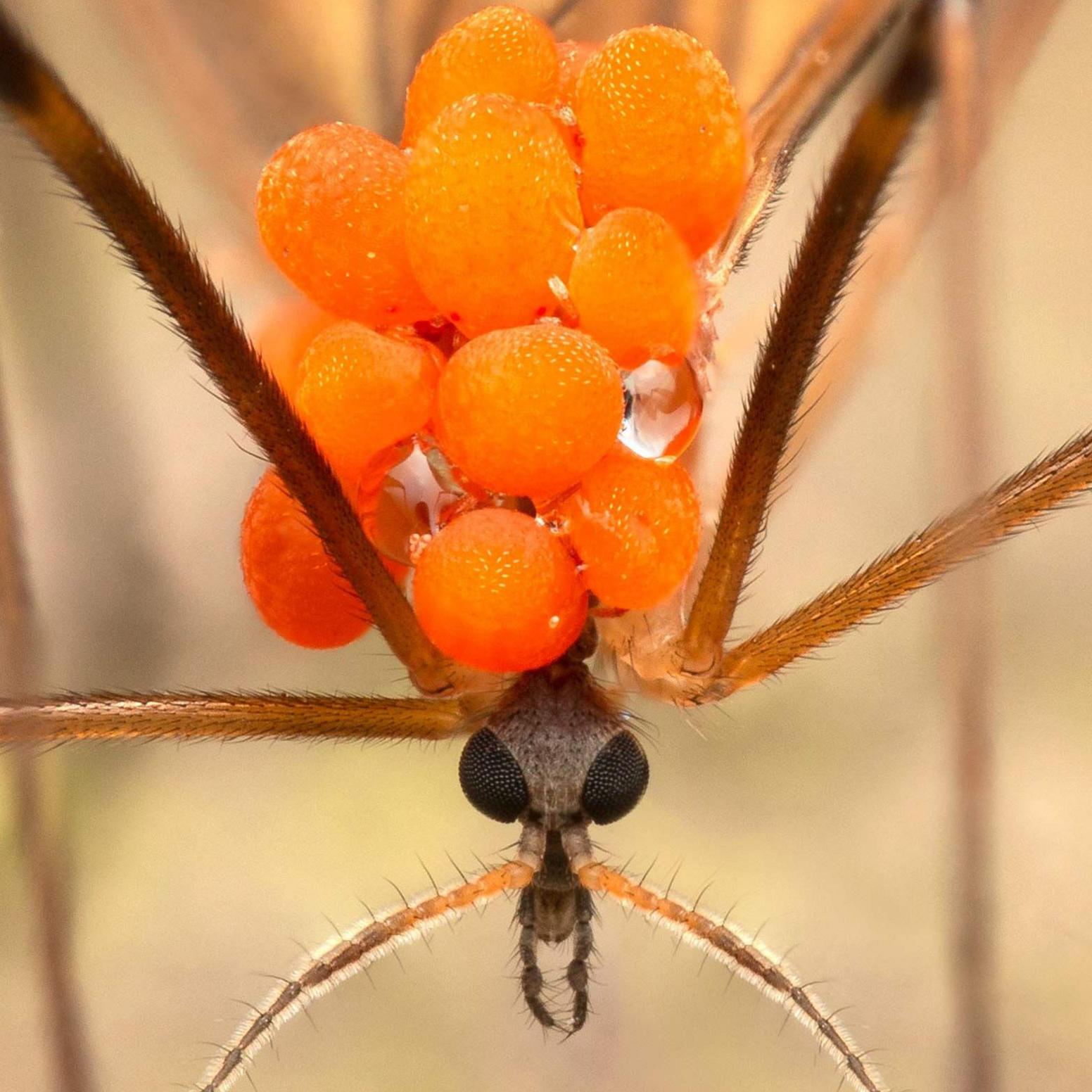 Crane fly with parasitic mites found in Loanhead