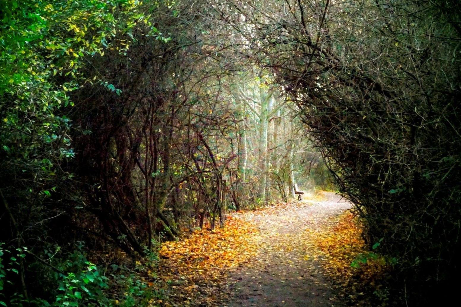 Tree branches form a tunnel. There are autumn leaves on the ground and a park bench in the distance.