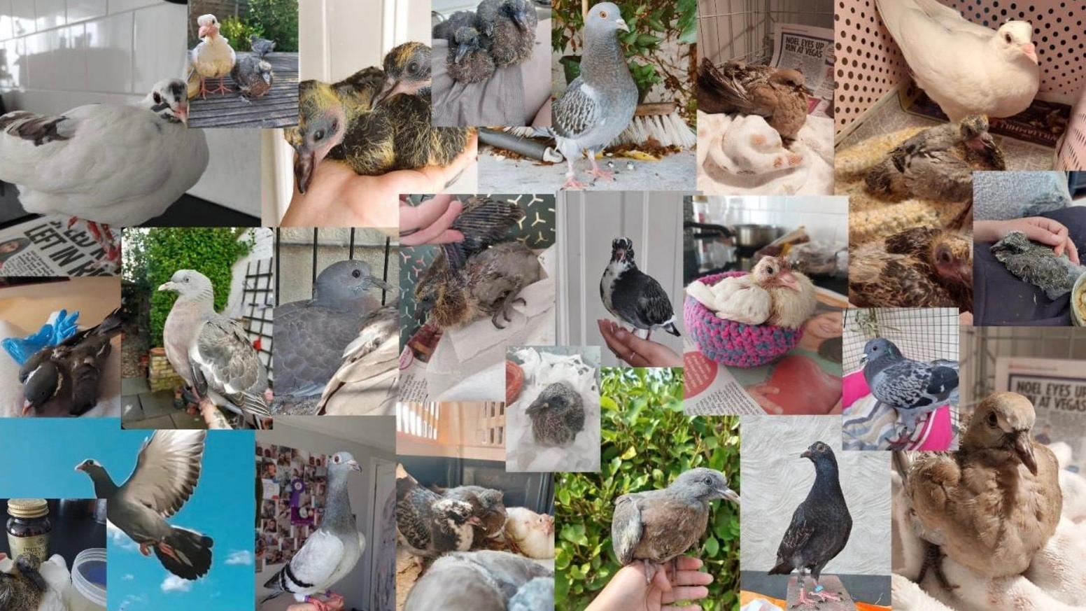 This is a montage of adult and baby pigeons that have been rescued and rehabilitated by the 26-year-old  