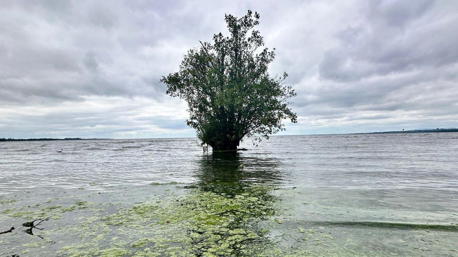 Tree standing in the water at Lough Neagh, surrounded by algae floating in the water.