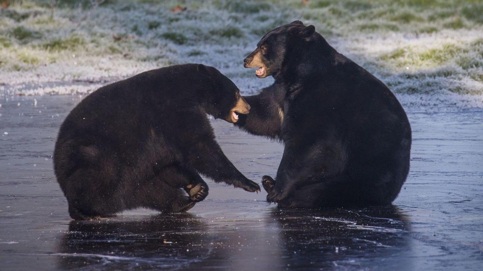 Two black bears face one another and interact on the frozen lake, which looks almost black. There is frozen grass in the background. The bear on the right sits on its bottom and holds out its right paw to cuff the other bear's head, and has its mouth open. The opposite bear is crouching and leaning forward, with its right paw held out towards the other bear's foot. Its mouth is also open and it is slightly smaller.