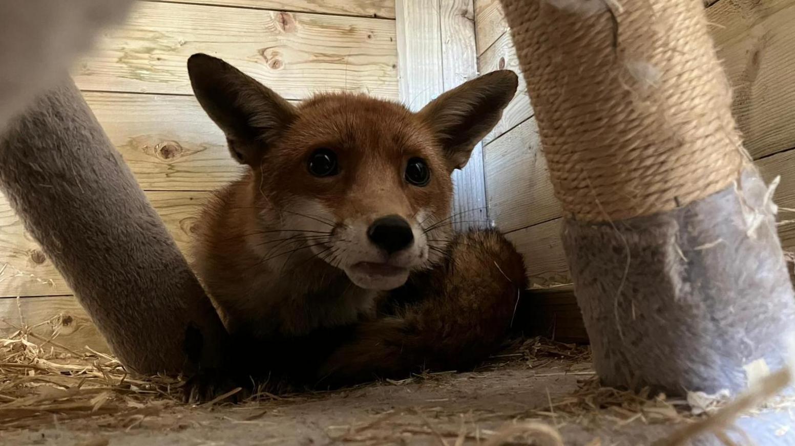 A brown fox sits on a bed of straw in an enclosure.