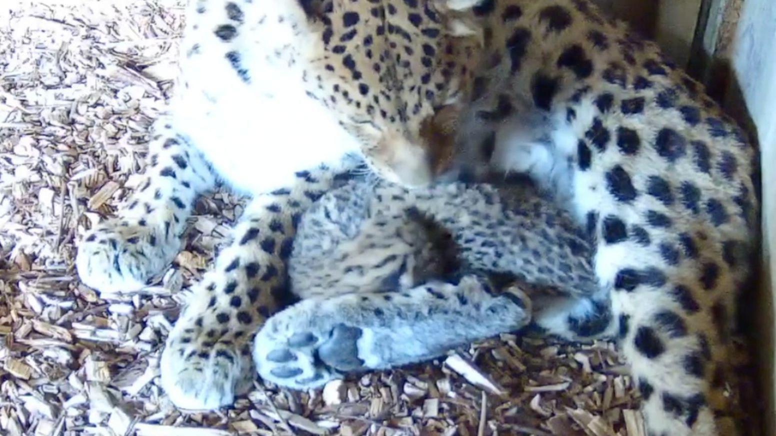 An adult female leopard curled round and looking down at two leopard cubs.