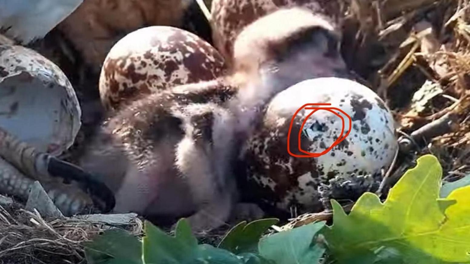 Nest made up of dried grasses and leaves with four speckled eggs and a chick just hatched from one.
