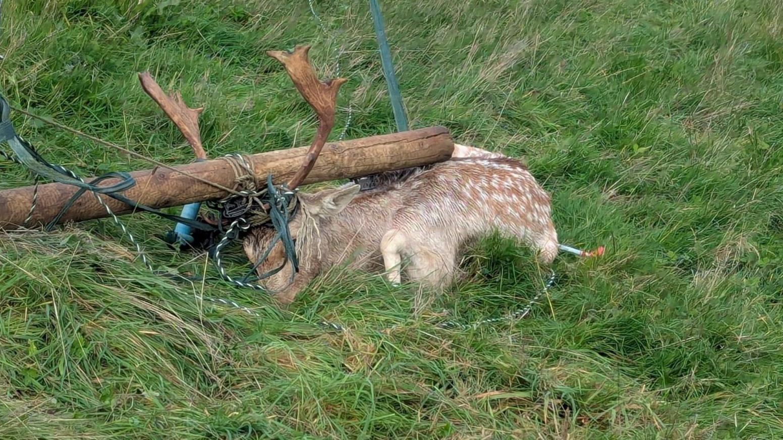Deer with large antlers lying on grass with wiring and a wooden post on top of it.