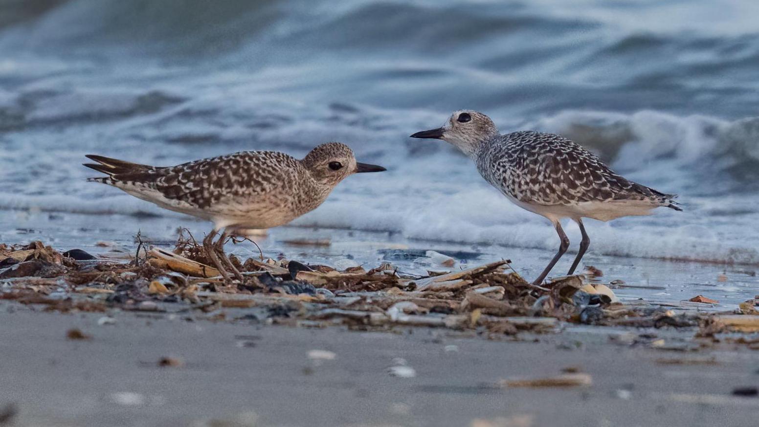 The grey plover is only found at the coast and is mostly a winter migrant