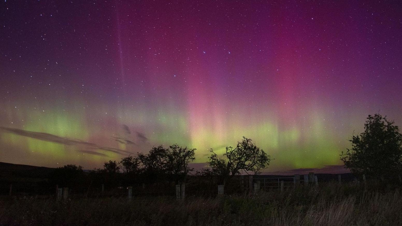 Northern Lights mostly pink and yellow with trees in the foreground 