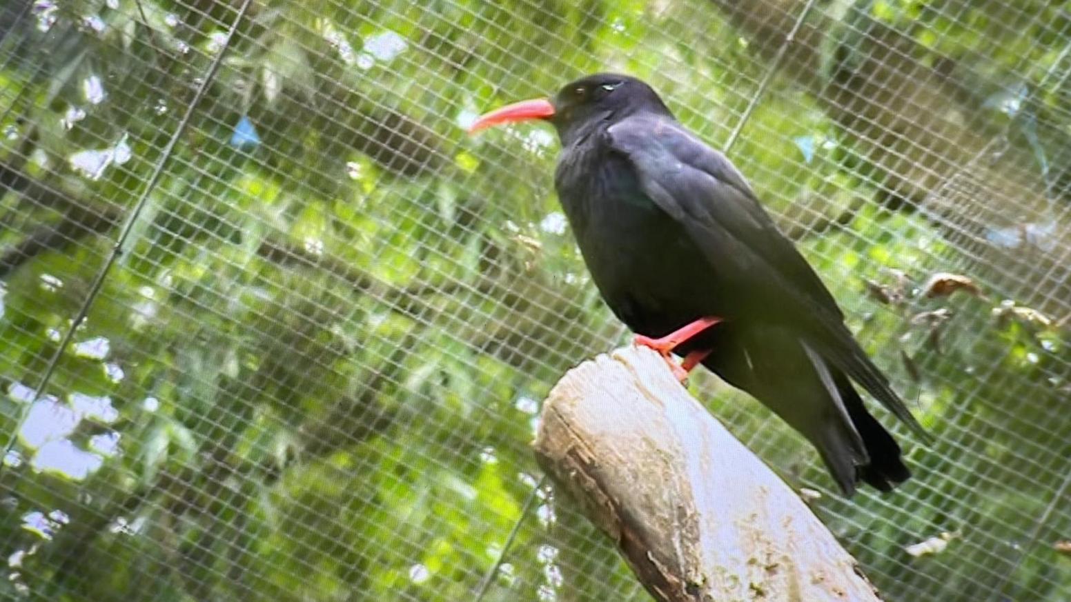 An adult chough sits on a tree stump at Wildwood, with a net behind it to keep it within its coop.