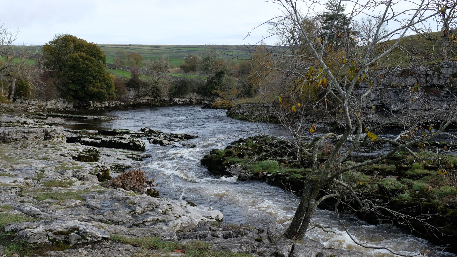 The Wharfe near Grassington - a wide river with a rocky shoreline and a bare tree in the foreground. In the background, grassy hills can be seen.