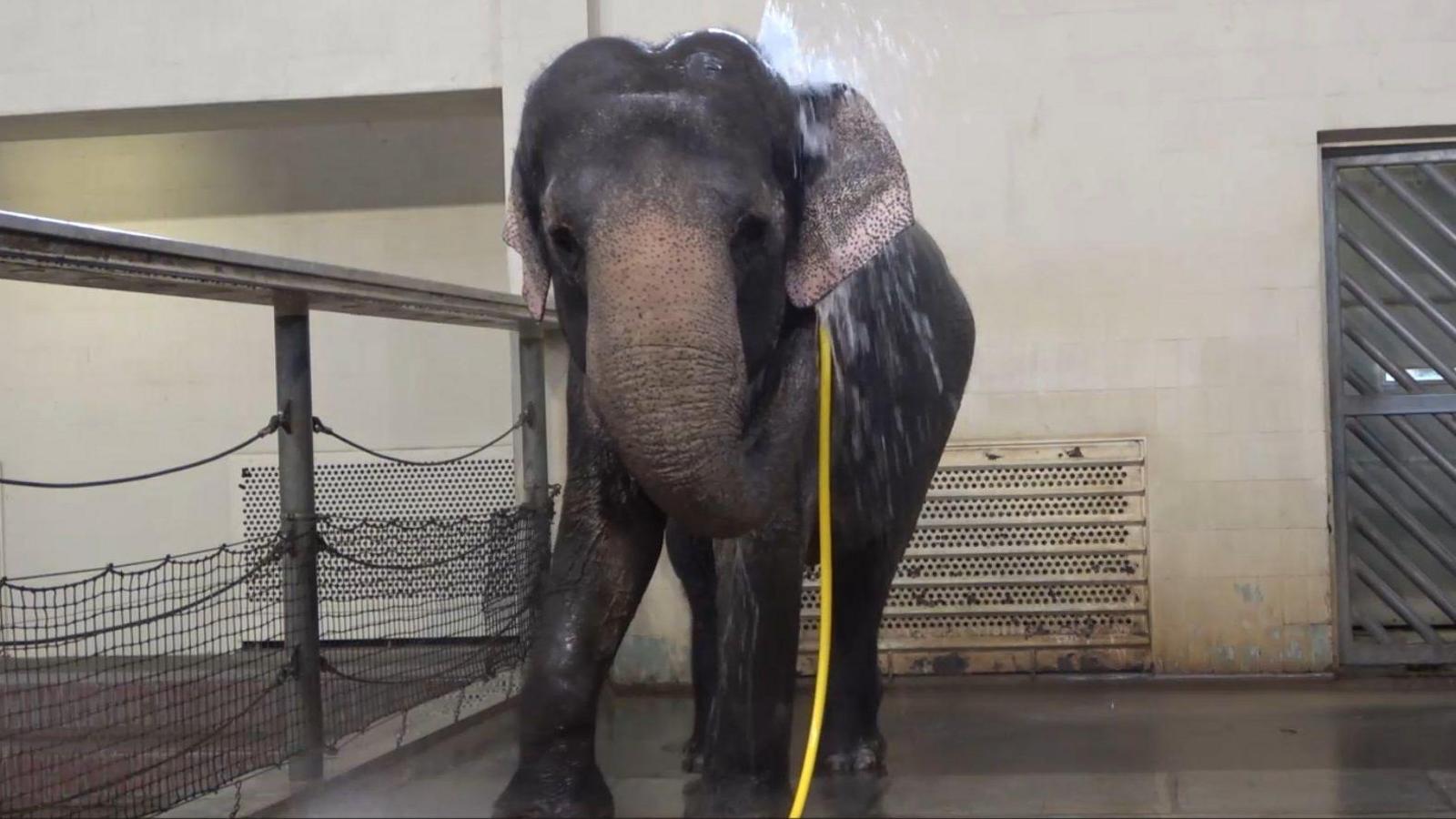 Mary holding the yellow hose with her trunk and spraying water on her back. 