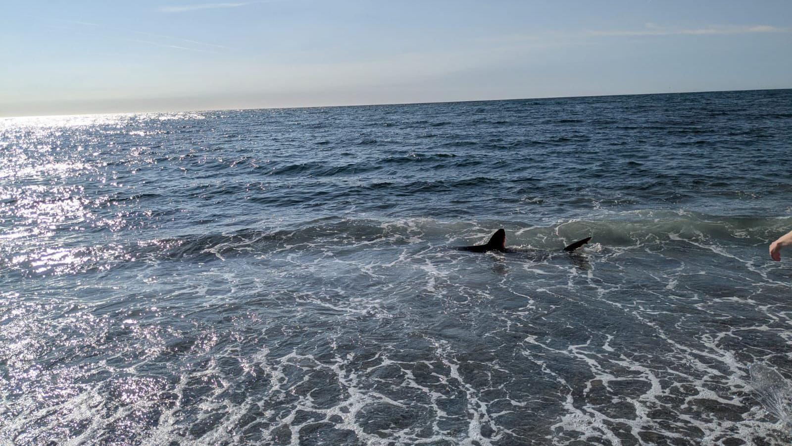 The dorsal fin and tail of a shark sticking out of some shallow sea water under a blue sky