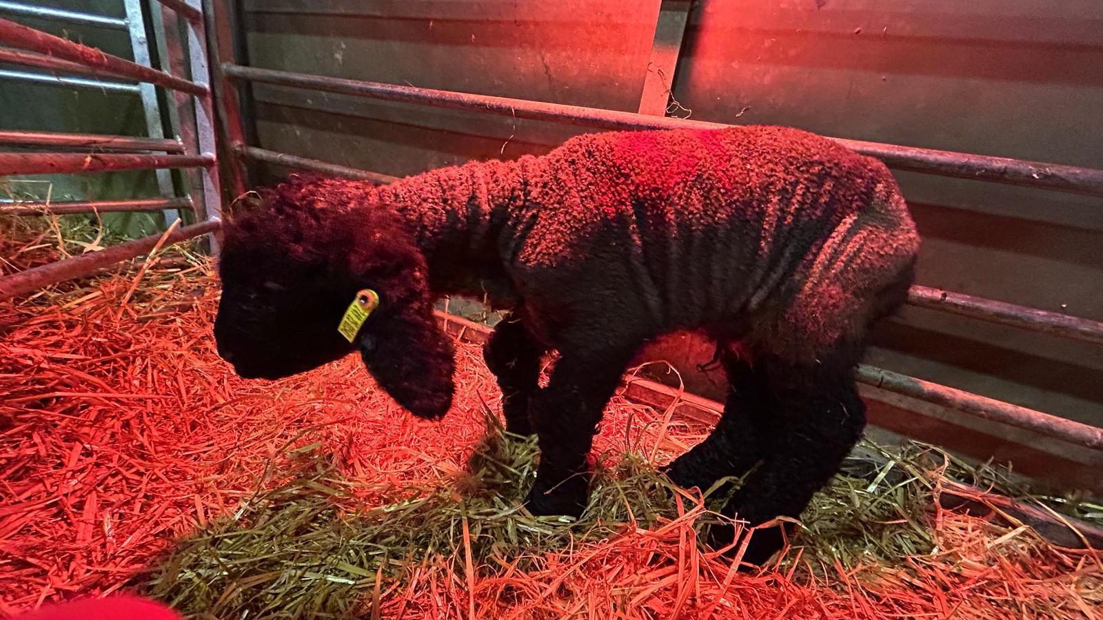 A newborn lamb showing signs of deformities in its neck