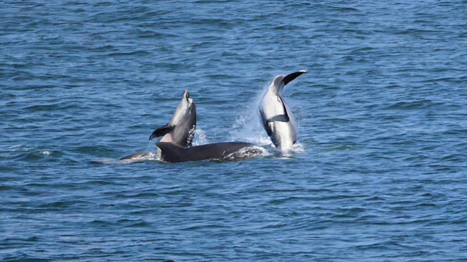 Three dolphins jumping from the sea