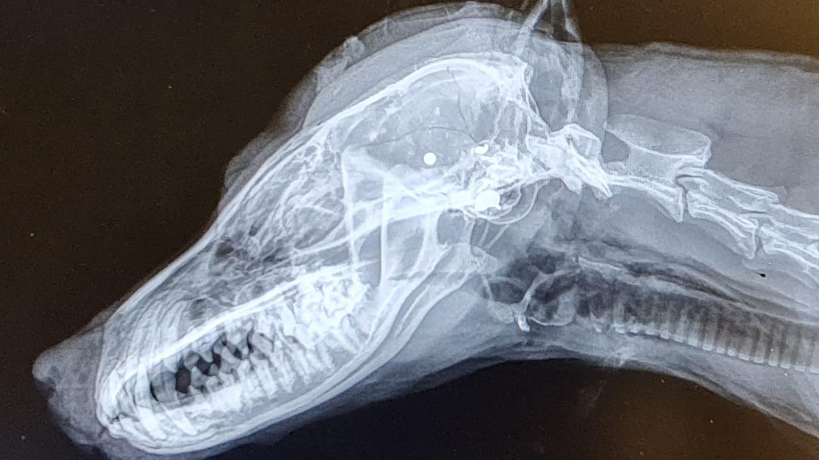 An X-ray of a fox shot with a pellet gun, treated at the South Essex Wildlife Hospital