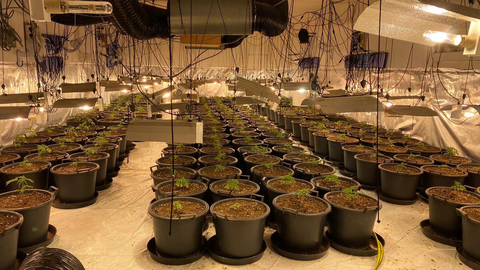 A large room with rows of juvenile cannabis plants and wire and electronics hanging from the ceiling