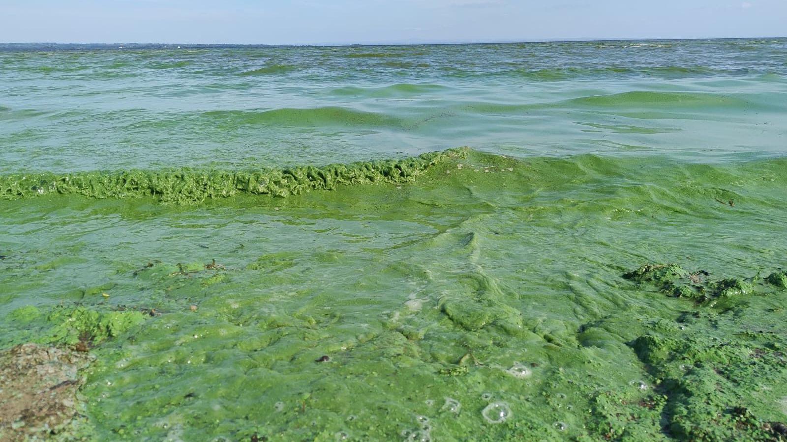A wide shot of large, green clumps of blue-green algae in Lough Neagh. The blooms are being washed up on the shore, and the water is visibly green.