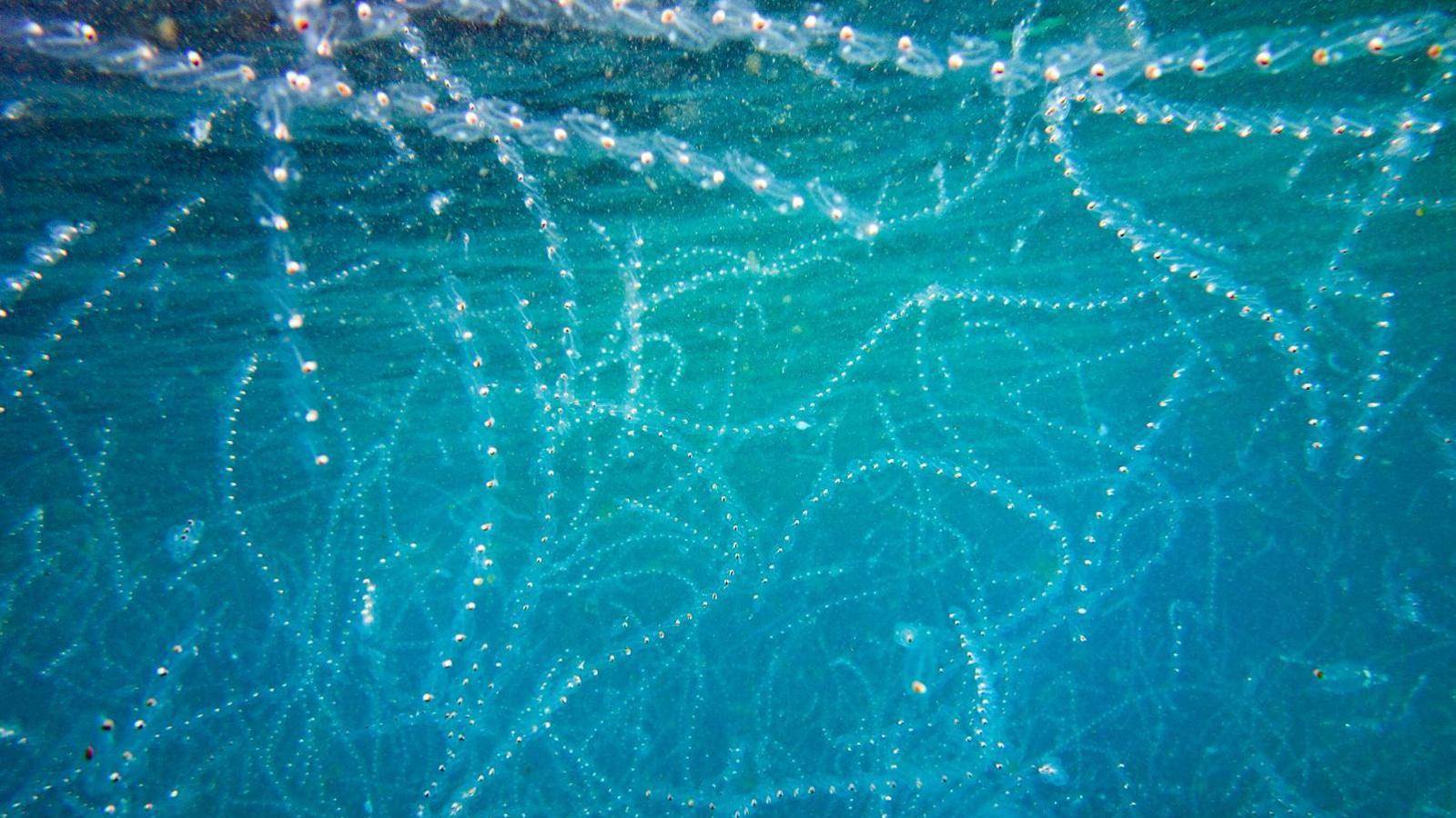 Salps in all directions in the blue sea, like long strips with fairy lights.