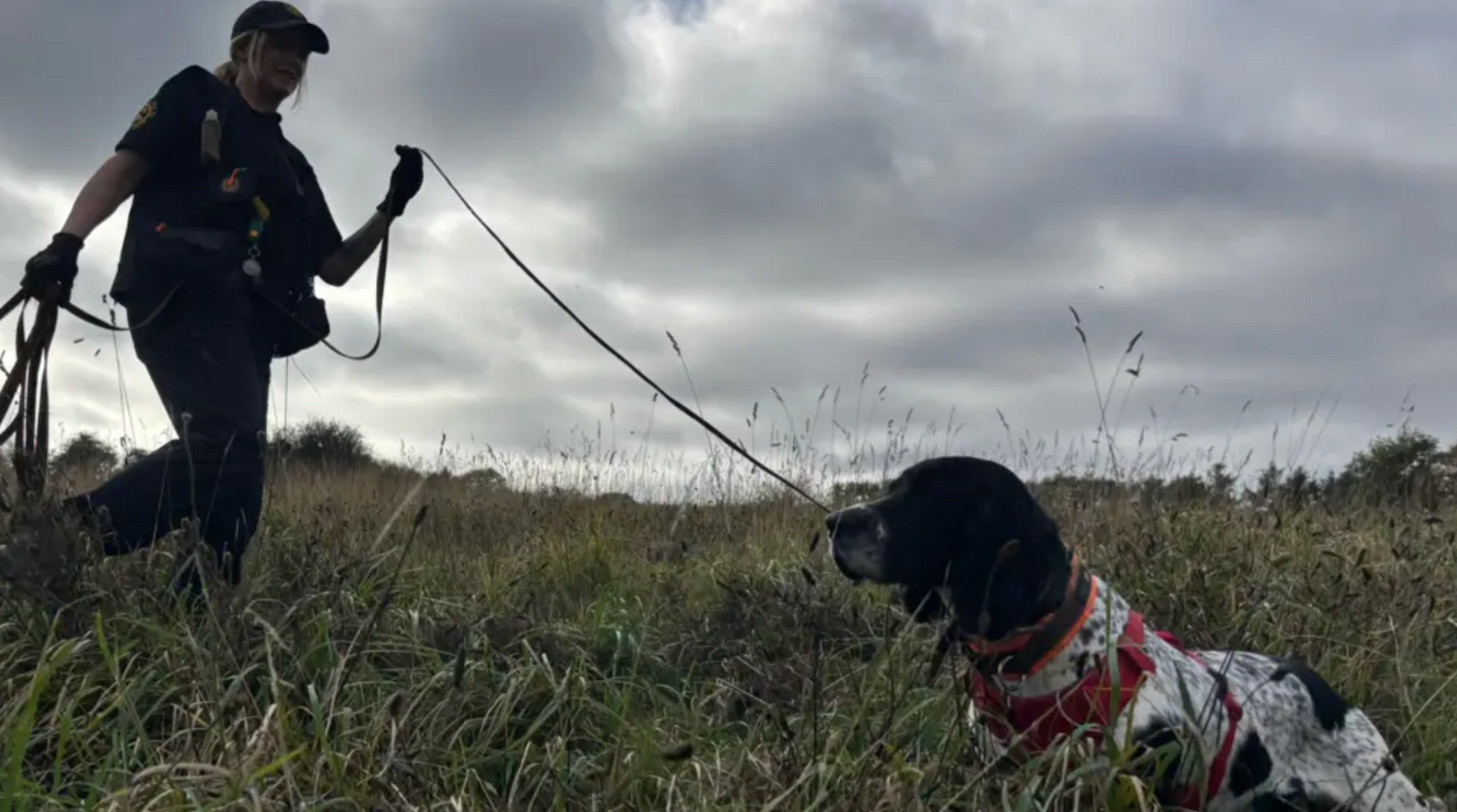 Henry the dog in the grass being walked by owner Louise.