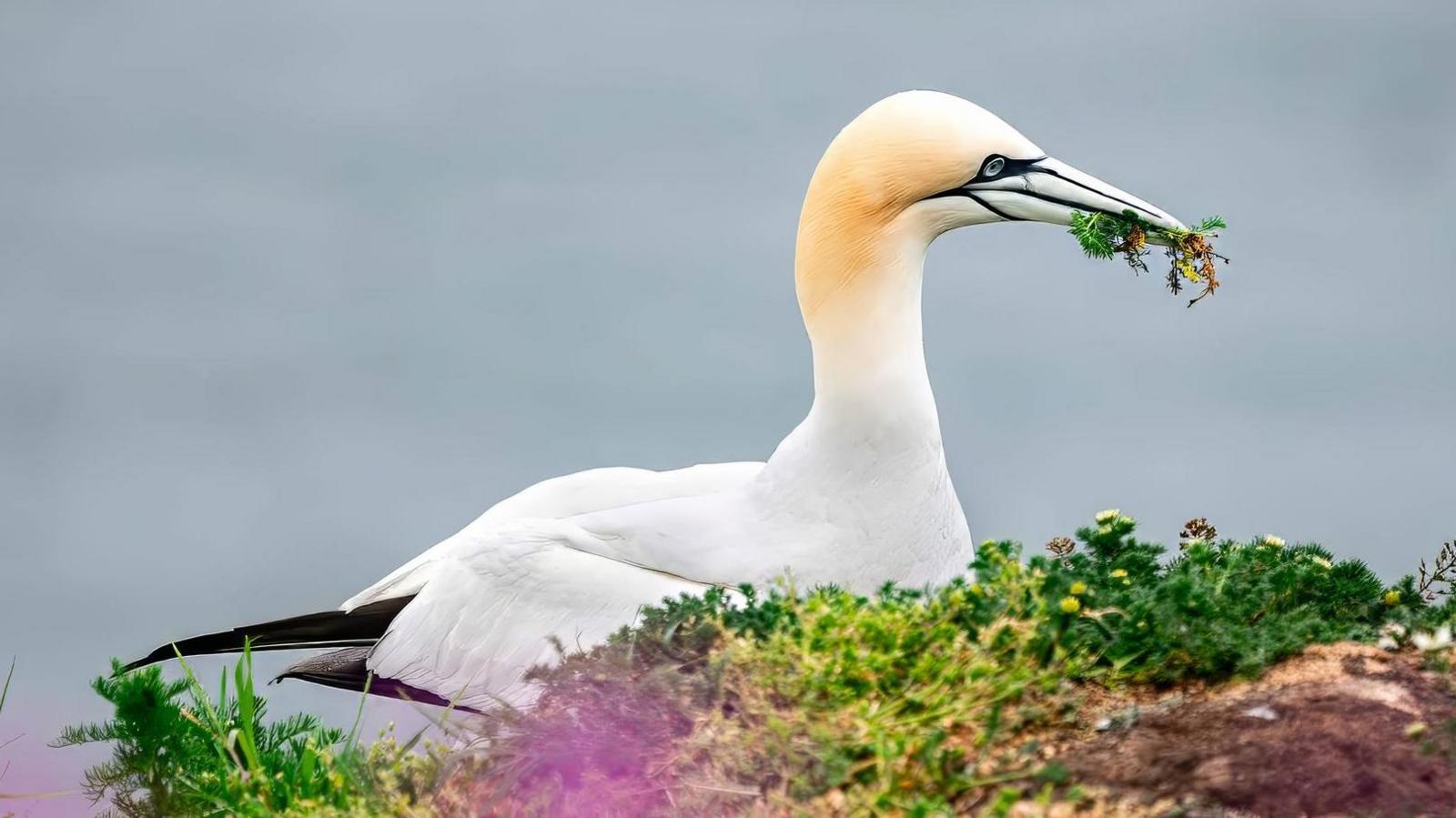 A large white bird with soft and smooth-looking plumage, a yellow shaded head and long black tail feathers sits among green foliage on a clifftop, with the sea beyond. It has pretty black lines around its eye and along its beak in which it is holding strands of green plant matter.