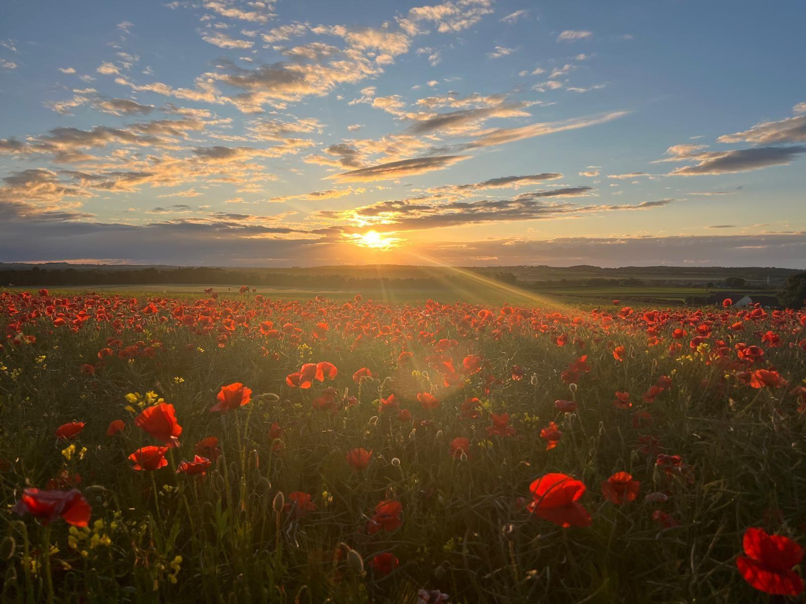 Poppy field in East Salton