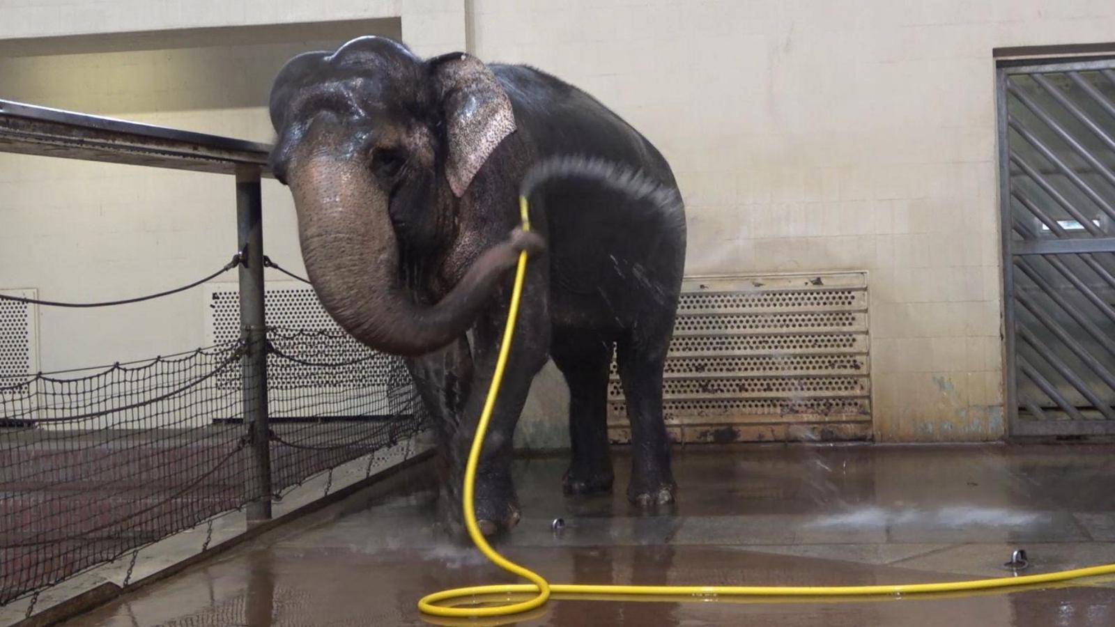 Mary the Asian elephant is holding a yellow hose with her trunk and spraying water over her back in an indoor enclosure.