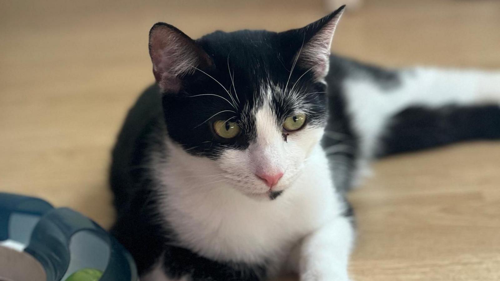 A black and white cat with green eyes is lying on a wooden floor.