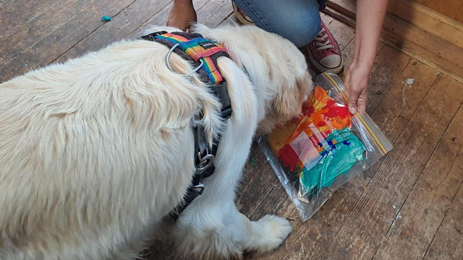 Pickles licking a clear plastic bag to create art