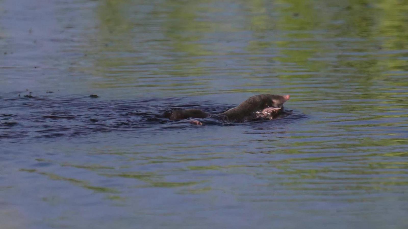 A mole swimming to the right in a body of water, with his face and paw peeking above the surface