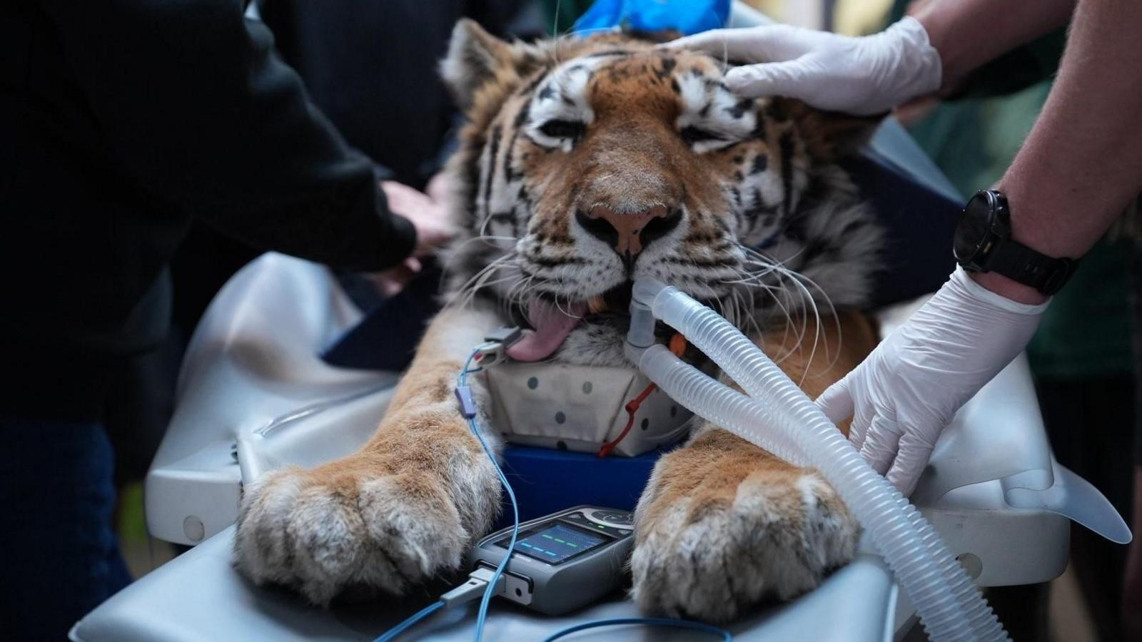 Mishka, an Amur tiger with orange and brown fur. It has its tongue sticking out of its mouth with a wire attached to it and it has a breathing tube.