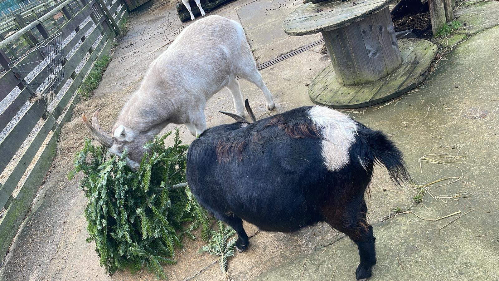 Two goats in a pen eating a Christmas tree.