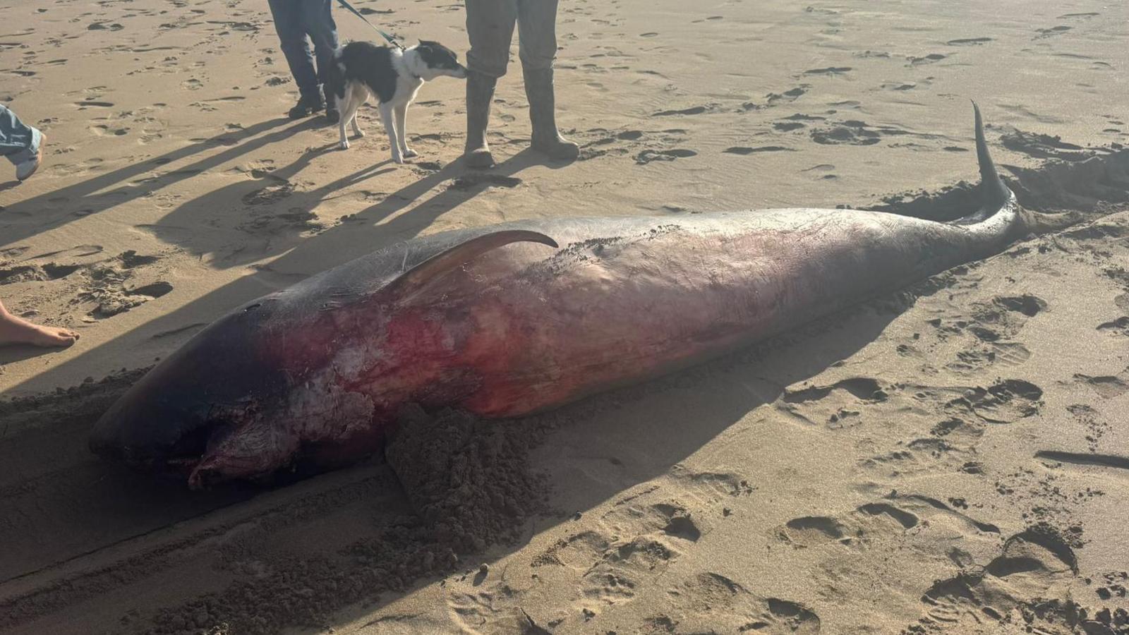 The Pygmy Sperm Whale on the sand with injuries to it. 