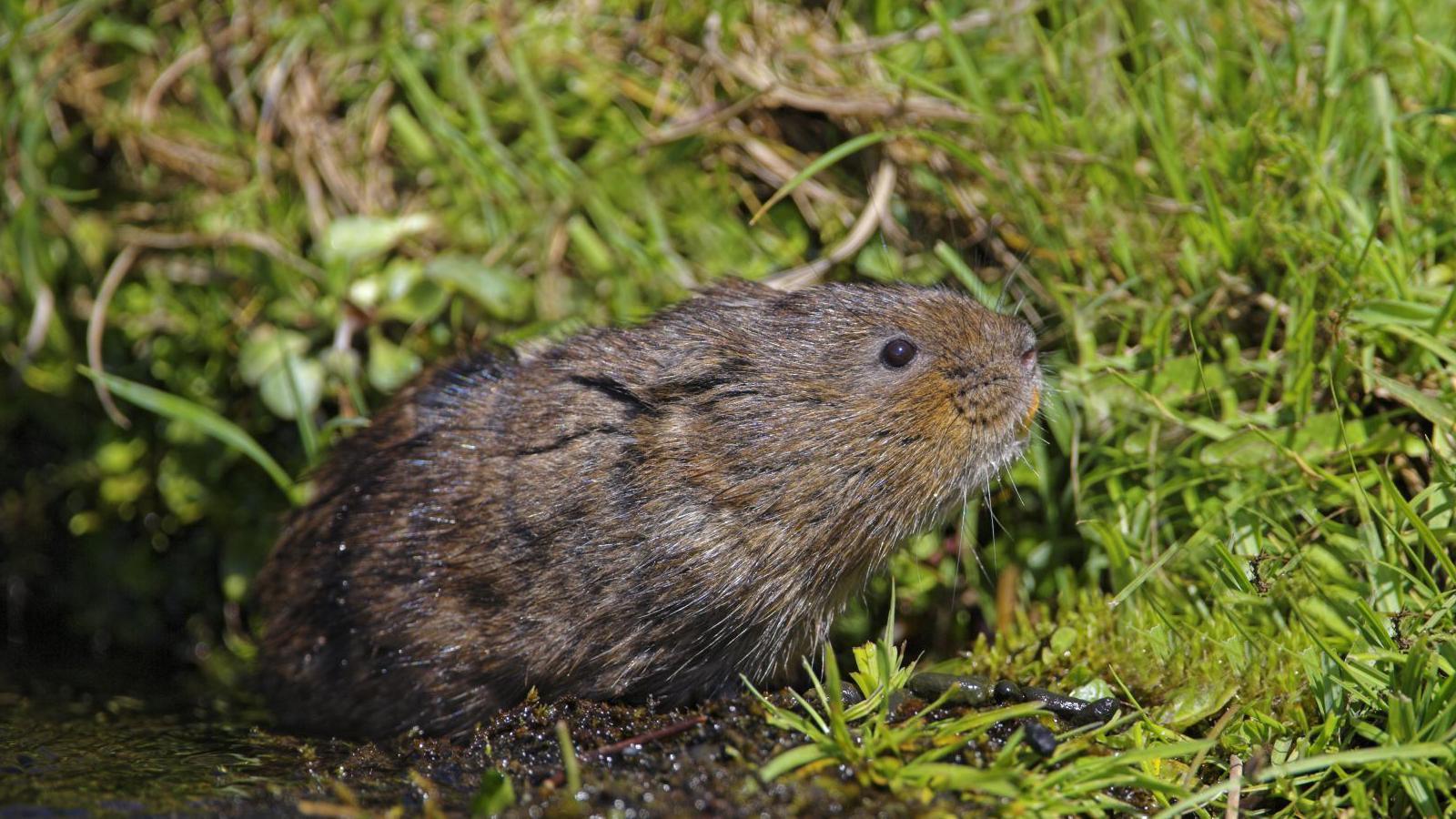 Water vole near waterbank among grass