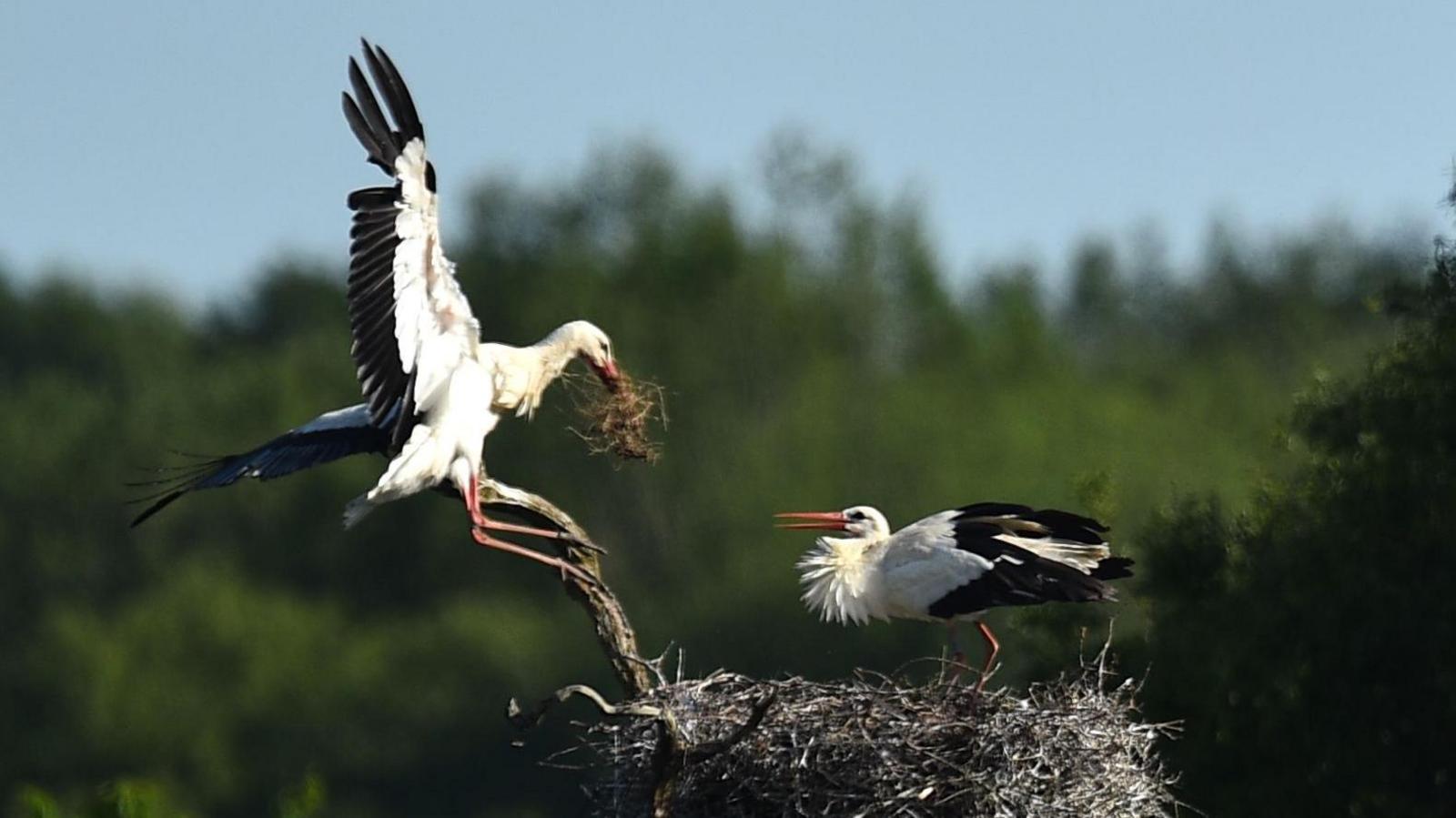 One stork with nest building material in its beak about to land in a nest where another stork is already sitting. The nest is large. There are trees in the background. 