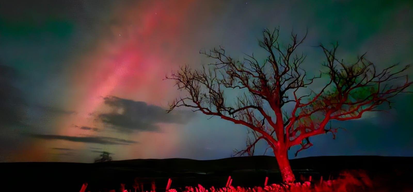 A tree in the foreground is illuminated by red light from a car brake light. In the background, the sky is pink and purple from the aurora.