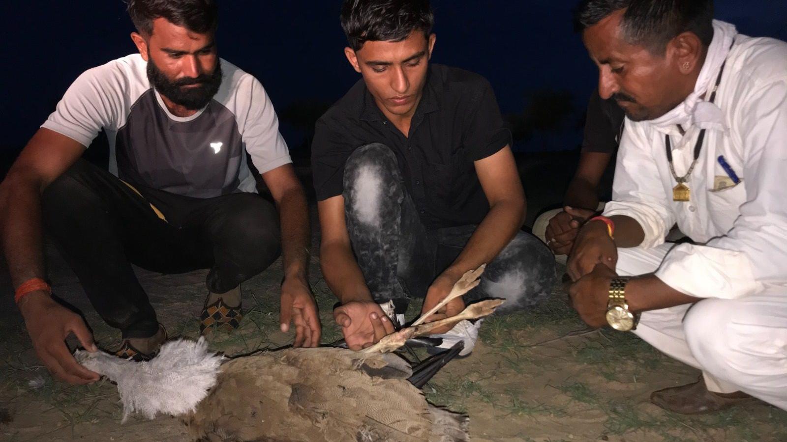 A great Indian bustard found dead on the ground after it crashed into an overhead powerline