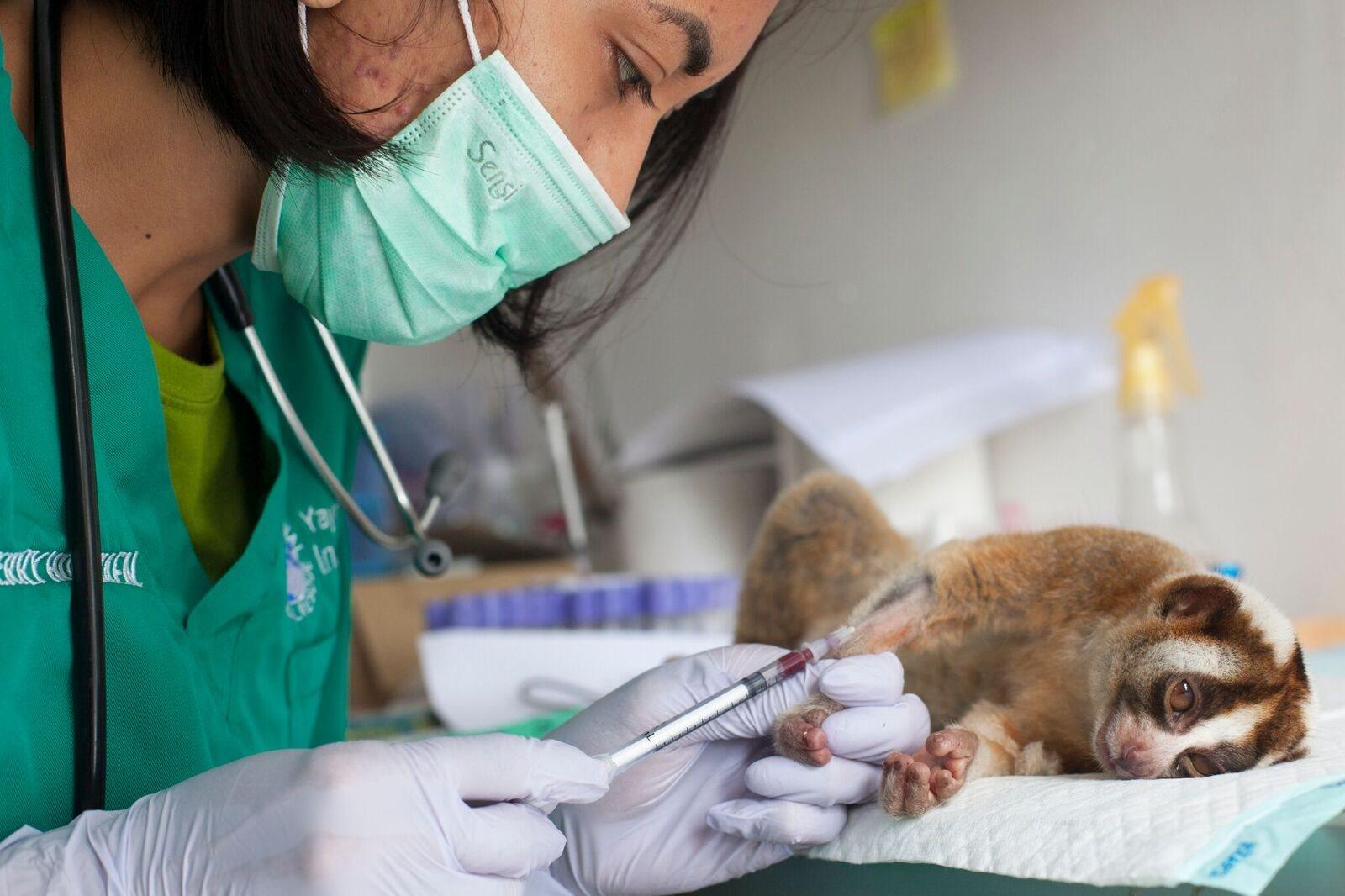 A rescued slow loris gets treated