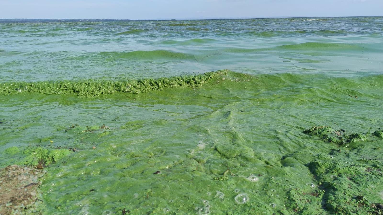 Blue-green algae in the water of Lough Neagh washing up on shore at Ballyronan.