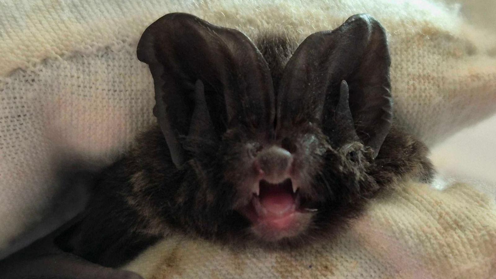 A close up picture of a black Barbastelle Bat. It is being held by someone wearing white fabric gloves. The bat has large ears and a small face. It has its mouth open, showing its pink tongue and sharp fangs.